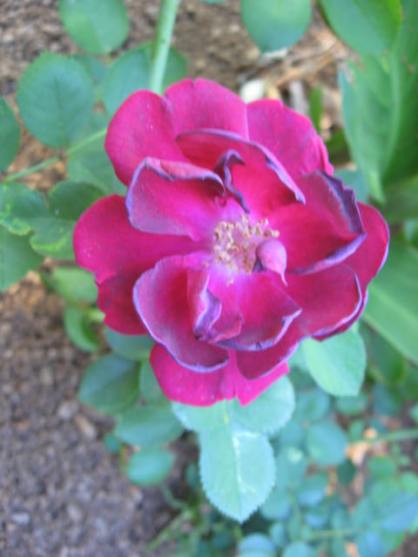 Unidentified Rose